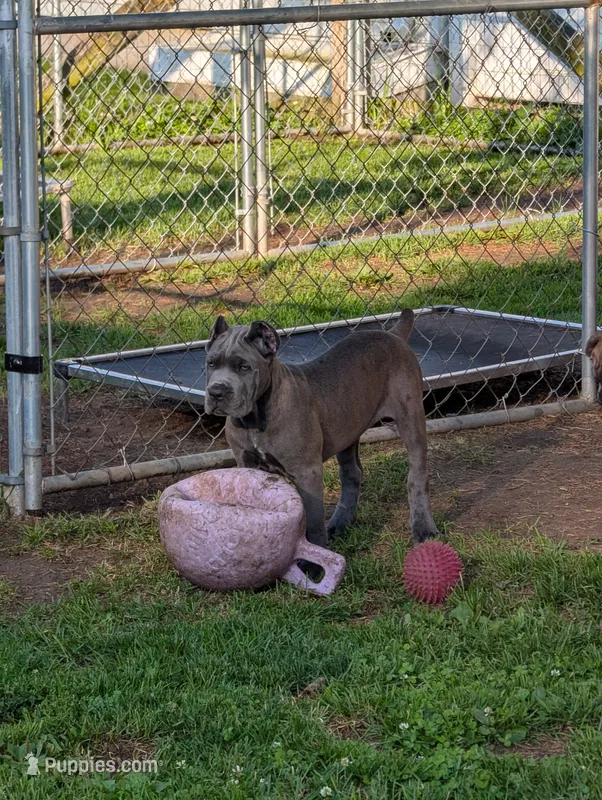 Gray Girl – Cane Corso puppy for sale in Lindsey, OH