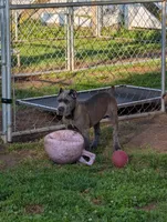 Gray Girl, a female Cane Corso for sale in Lindsey, OH – 1 of 1