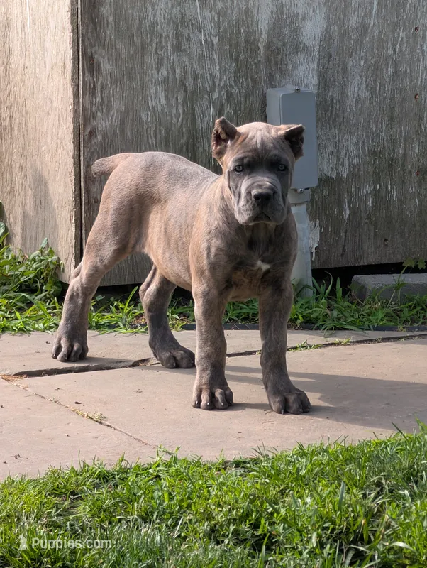 Yellow Girl – Cane Corso puppy for sale in Lindsey, OH