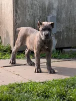 Yellow Girl, a female Cane Corso for sale in Lindsey, OH – 1 of 1