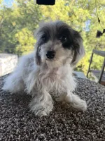 Liz, a female Poodle - Toy  for sale in Chariton, IA – 2 of 10