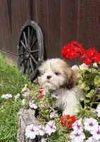 Peanut, a male Shih Tzu for sale in Chariton, IA – 3 of 9