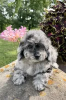 Lisa, a female Poodle - Toy  for sale in Chariton, IA – 3 of 10