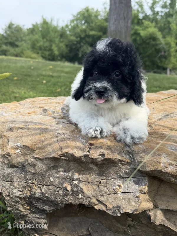Peter – Poodle - Toy  puppy for sale in Chariton, IA