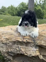 Peter, a male Poodle - Toy  for sale in Chariton, IA – 7 of 10