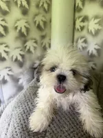 Shih-Tzu Female , a female Shih Tzu for sale in Chariton, IA – 3 of 9