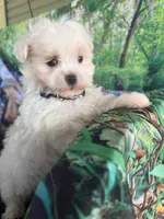 Fluffy , a male Maltese for sale in Chariton, IA – 2 of 3