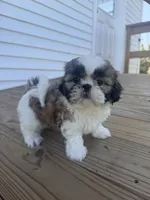 Alissa, a female Shih Tzu for sale in Chariton, IA – 3 of 9
