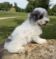 Liz, a female Poodle - Toy  for sale in Chariton, IA – 7 of 10