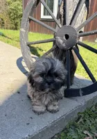 Steve, a male Shih Tzu for sale in Chariton, IA – 3 of 3