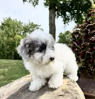 Liz, a female Poodle - Toy  for sale in Chariton, IA – 4 of 10