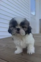 Alissa, a female Shih Tzu for sale in Chariton, IA – 7 of 9