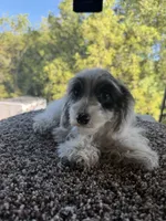 Liz, a female Poodle - Toy  for sale in Chariton, IA – 6 of 10