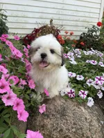 Amber, a female Shih Tzu for sale in Chariton, IA – 6 of 6