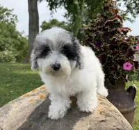 Liz, a female Poodle - Toy  for sale in Chariton, IA – 3 of 10