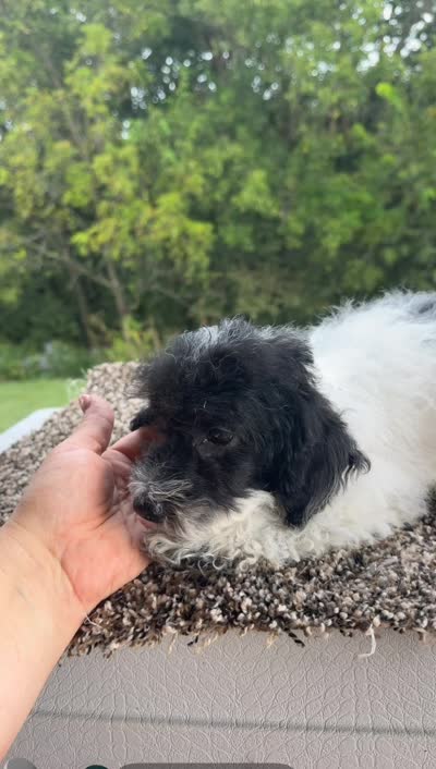 Peter, a male Poodle - Toy  for sale in Chariton, IA – 9 of 9