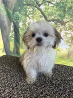 Shih Tzu Male, a male Shih Tzu for sale in Chariton, IA – 3 of 10
