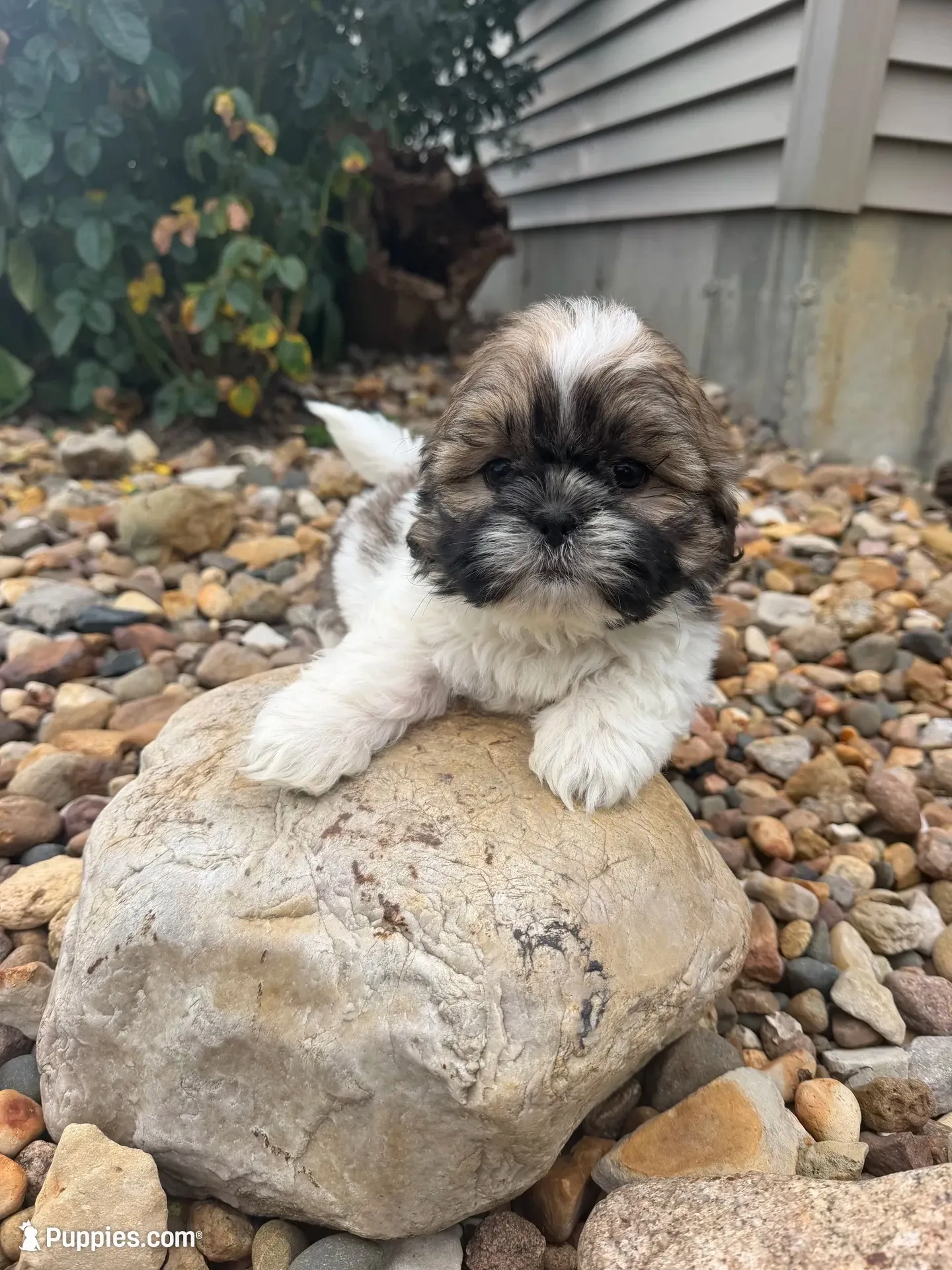 Mike, a male Shih Tzu for sale in Chariton, IA – 1 of 6