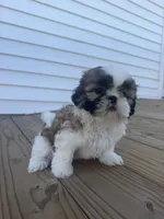 Alissa, a female Shih Tzu for sale in Chariton, IA – 6 of 9