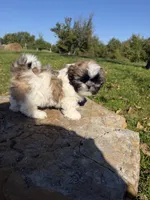 Aaron, a male Shih Tzu for sale in Chariton, IA – 8 of 10