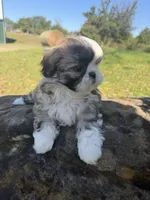 Abby, a female Shih Tzu for sale in Chariton, IA – 10 of 10