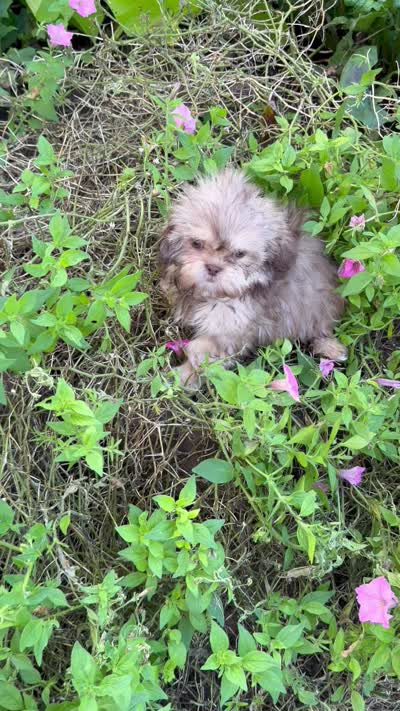 Lola, a female Shih Tzu for sale in Chariton, IA – 5 of 5
