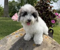 Liz, a female Poodle - Toy  for sale in Chariton, IA – 8 of 10