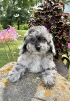Lisa, a female Poodle - Toy  for sale in Chariton, IA – 7 of 10