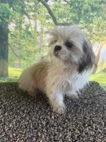 Shih Tzu Male, a male Shih Tzu for sale in Chariton, IA – 10 of 10