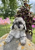 Lisa, a female Poodle - Toy  for sale in Chariton, IA – 5 of 10