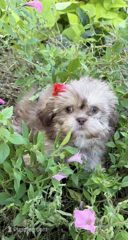 Lola – Shih Tzu puppy for sale in Chariton, IA