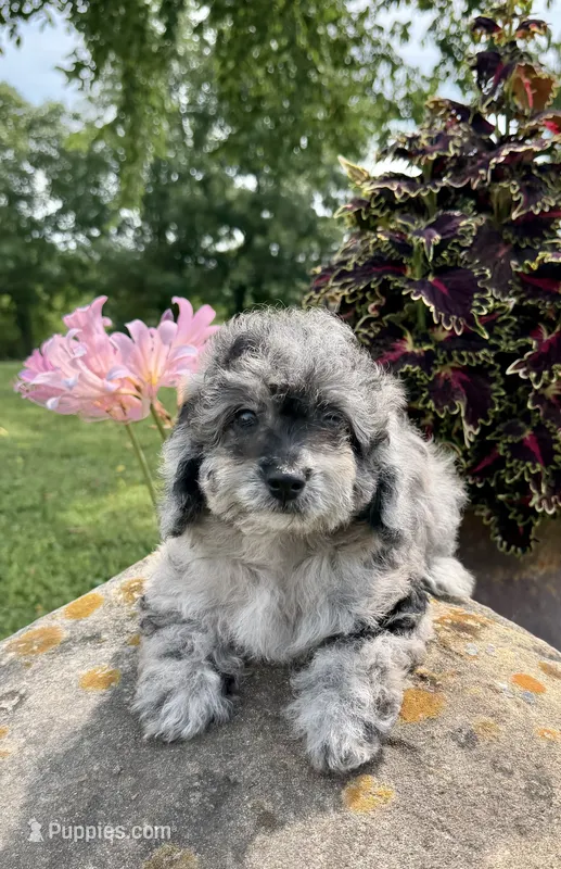 Lisa – Poodle - Toy  puppy for sale in Chariton, IA
