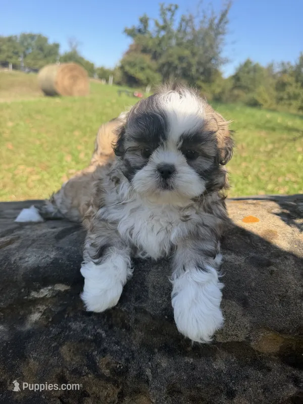 Abby – Shih Tzu puppy for sale in Chariton, IA