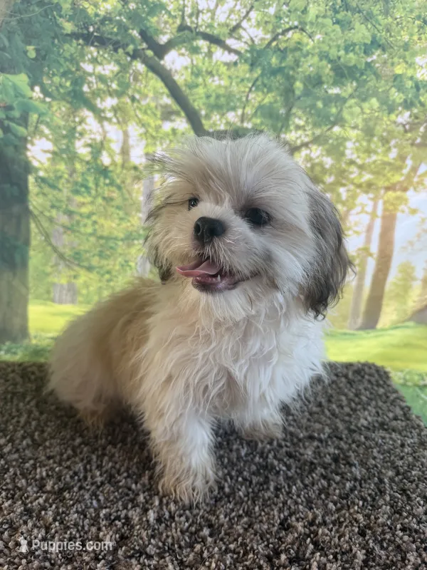 Sammy  – Shih Tzu puppy for sale in Chariton, IA