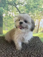 Shih Tzu Male, a male Shih Tzu for sale in Chariton, IA – 2 of 10
