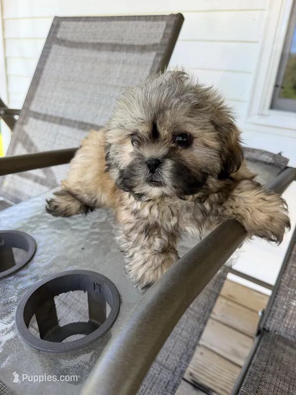 Leo – Shih Tzu puppy for sale in Chariton, IA