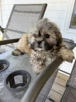 Leo, a male Shih Tzu for sale in Chariton, IA – 1 of 6