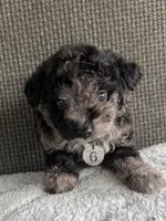 Puppy Six, a female Maltipoo for sale in Chariton, IA – 2 of 5