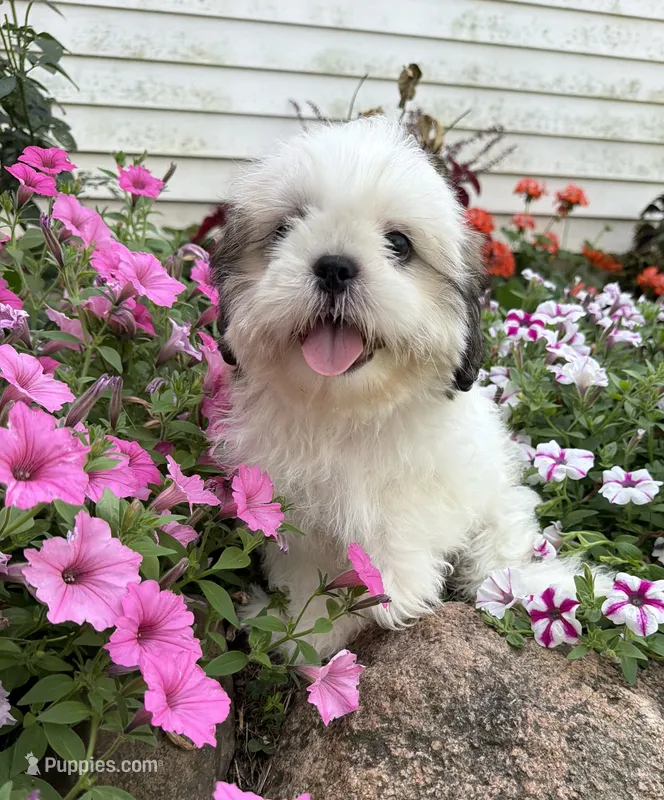Amber – Shih Tzu puppy for sale in Chariton, IA