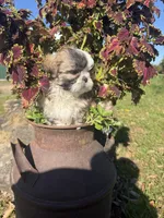 Abby, a female Shih Tzu for sale in Chariton, IA – 8 of 10