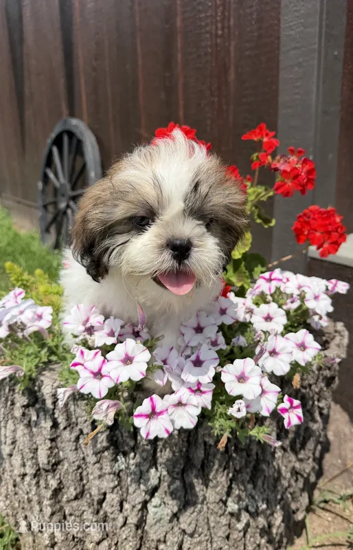 Les – Shih Tzu puppy for sale in Chariton, IA