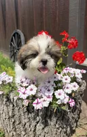 Les, a male Shih Tzu for sale in Chariton, IA – 1 of 9