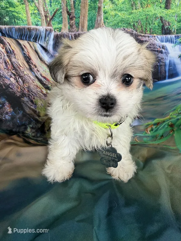 Angel  – Maltipoo puppy for sale in Chariton, IA