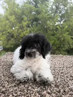 Peter, a male Poodle - Toy  for sale in Chariton, IA – 6 of 9