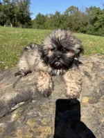 Lora, a female Shih Tzu for sale in Chariton, IA – 2 of 6