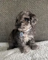 Puppy Four, a female Maltipoo for sale in Chariton, IA – 2 of 2