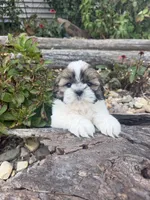 Mary, a female Shih Tzu for sale in Chariton, IA – 5 of 9