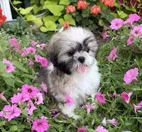 Dave, a male Shih Tzu for sale in Chariton, IA – 2 of 8