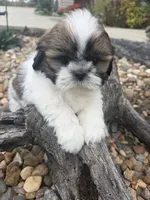 Marths, a female Shih Tzu for sale in Chariton, IA – 3 of 8