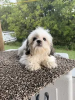Amber, a female Shih Tzu for sale in Chariton, IA – 6 of 10